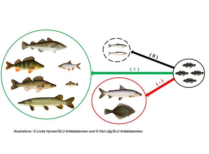 Illurtration of fish interactions