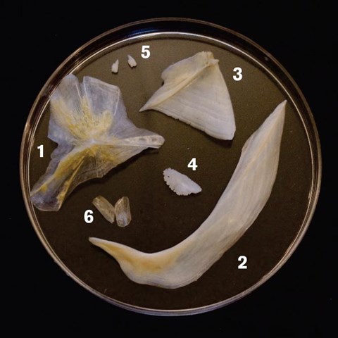 Exempel på hårda vävnader från fisk: vingben (1) och cleithrum (2) från gädda, gällock (3) och stor otolit (4) från abborre, otoliter (5) från siklöja, och fjäll (6) från sik. Foto: Martina Blass.