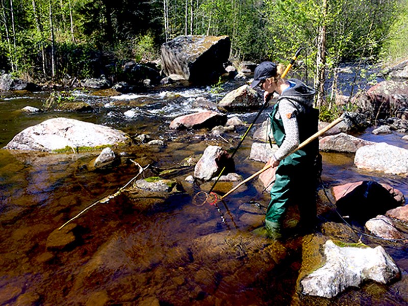 Stream