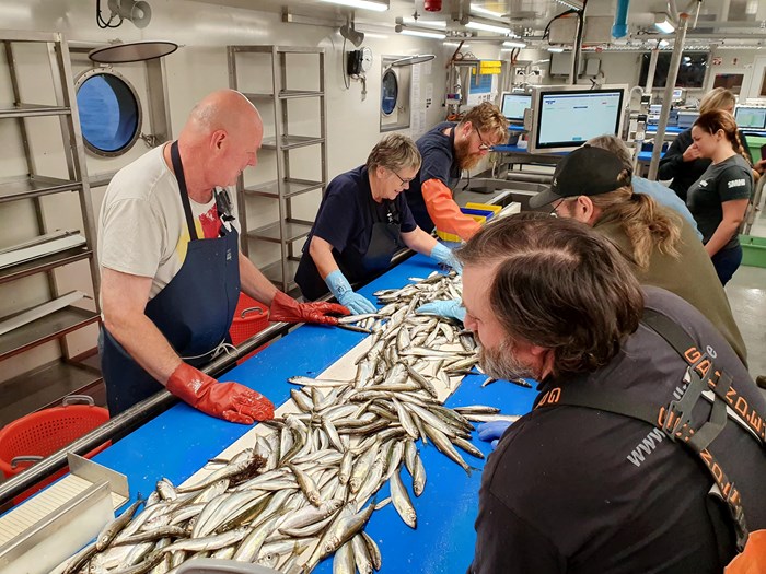 Fisk sorteras i fisklabbet på forskningsfartyget R/V Svea