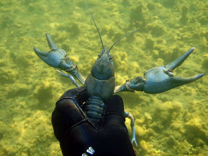 Hand holding a European crayfish. Photo.