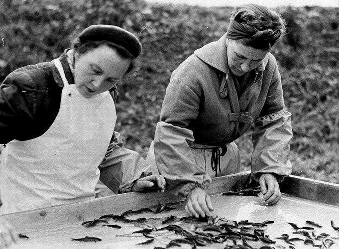 Två kvinnor som sorterar fisk. Foto.