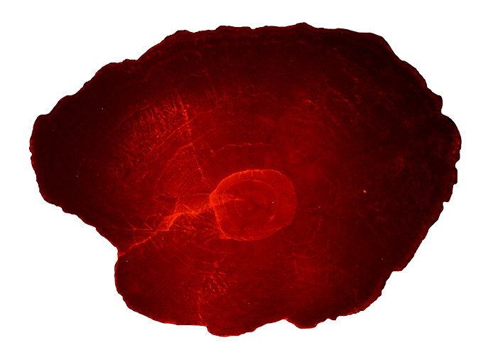 A cross section of a red coloured otolith. Photo.