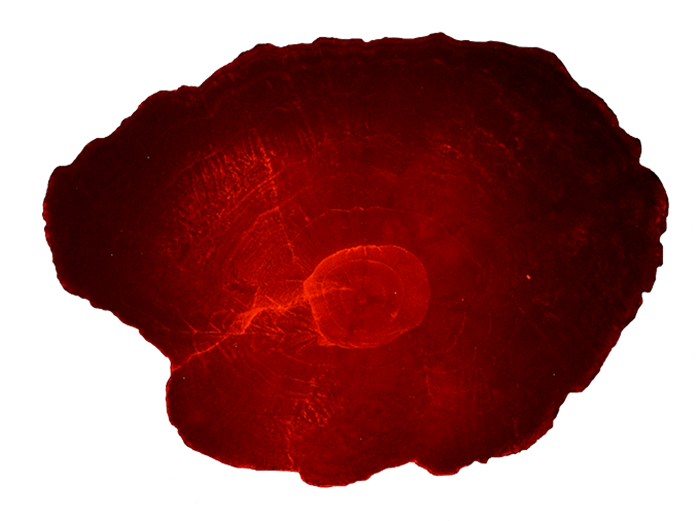 A cross section of a red coloured otolith. Photo.