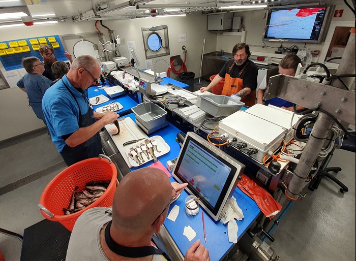 People sorting fish at a conveyor belt