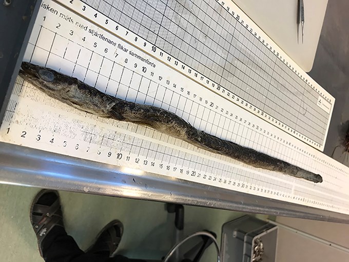 Eel on a ruler. Photo.