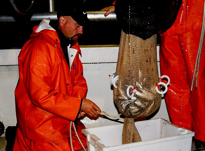  The trawl is beeing emptied. Photo.