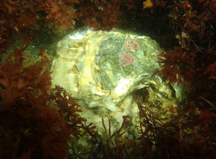 Oyster. Photo.
