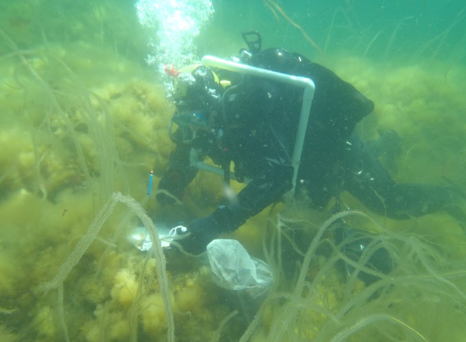 Divers under water. Photo.