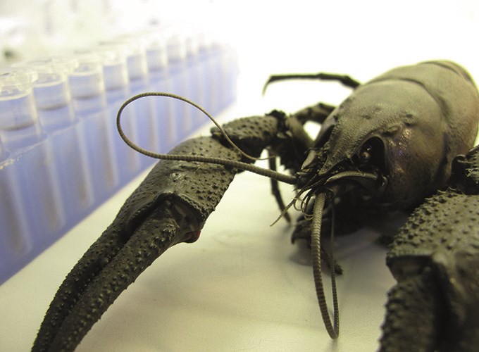 Noble crayfish is analyzed at FiskGen. Photo.