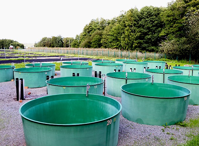 Troughs at SLU Aqua´s research facilities. Photo.