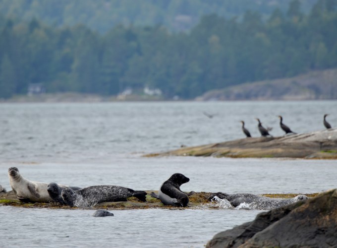 Sälar coh skarvar på klippa i skärgården