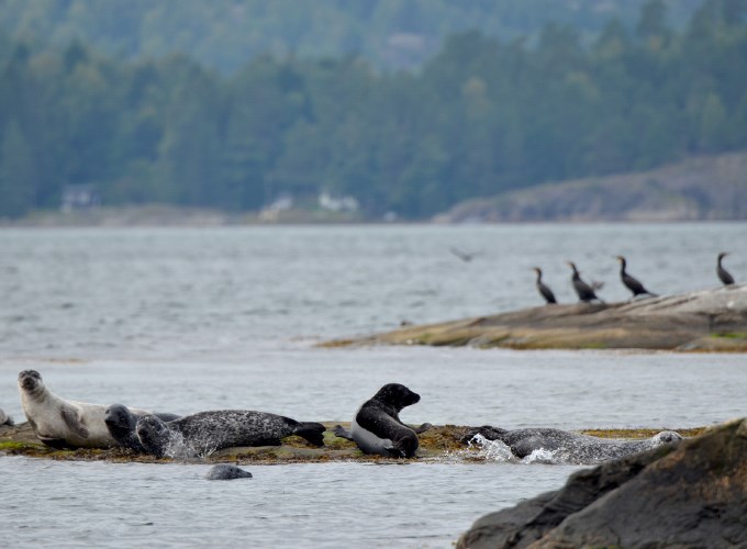 Seals and comorants in archipelago