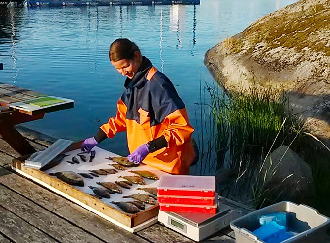 Personal vid SLU analyserar fisk vid brygga. Foto.