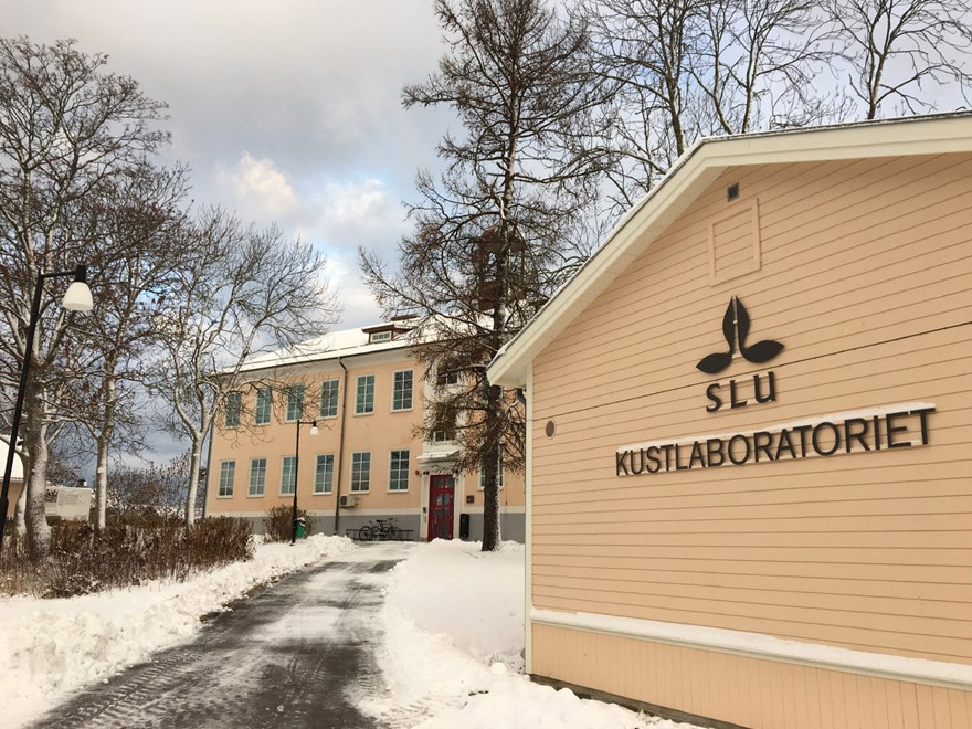 The buildings at the Institute of Coastal Research in Öregrund. Photo.