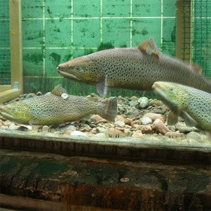 Stream aquarium in Älvkarleby.