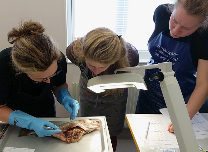 Tre studenter undersöker fiskar i ett laboratorium.  Foto.