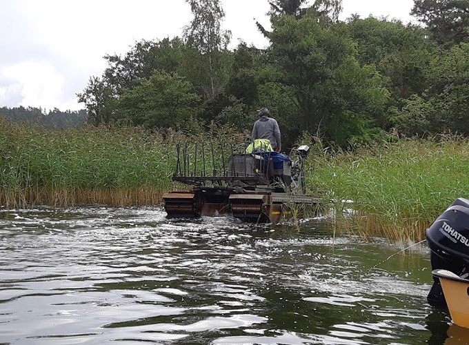 Amfibiefarkost som klipper årets vasstrån i en grund havsvik 