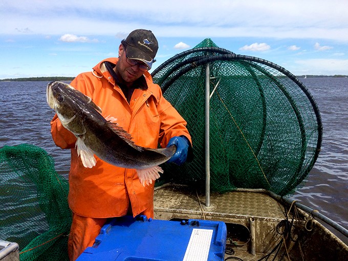 En yrkesfiskare håller upp en gös i en båt. Foto.