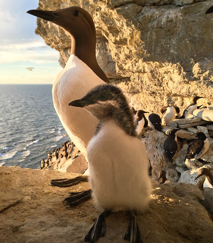 En vuxen fågel och en unge på en klipphylla