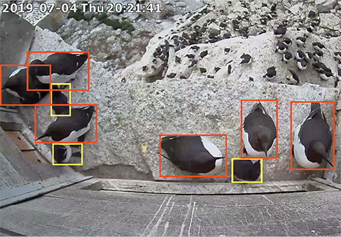 Nio fåglelindivider med färgade rutor runt varje fågel