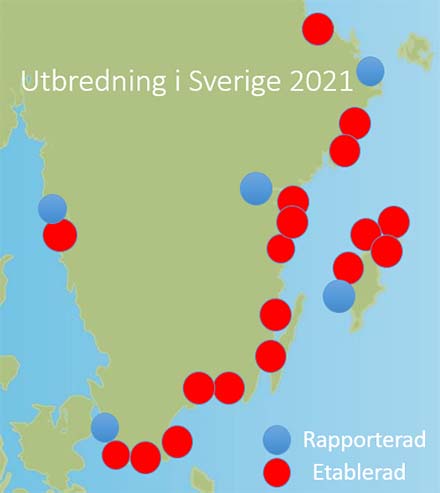 Utbredning Svartmunnad smörbult 2020