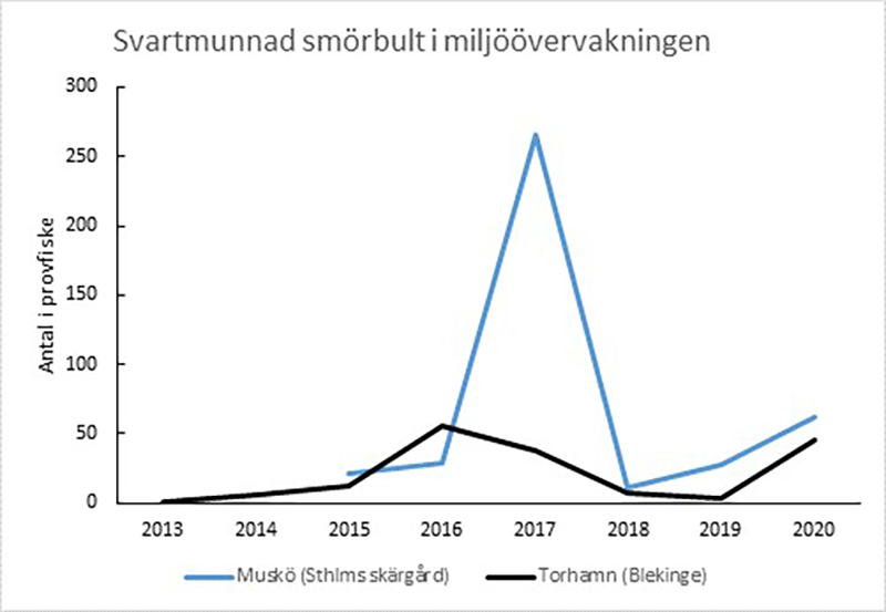 Svartmunnad smörbult 210127_800px.jpg