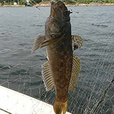 Round Goby caught in testfishing with nets.