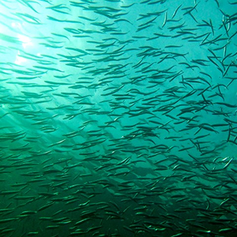 sill simmar i havet