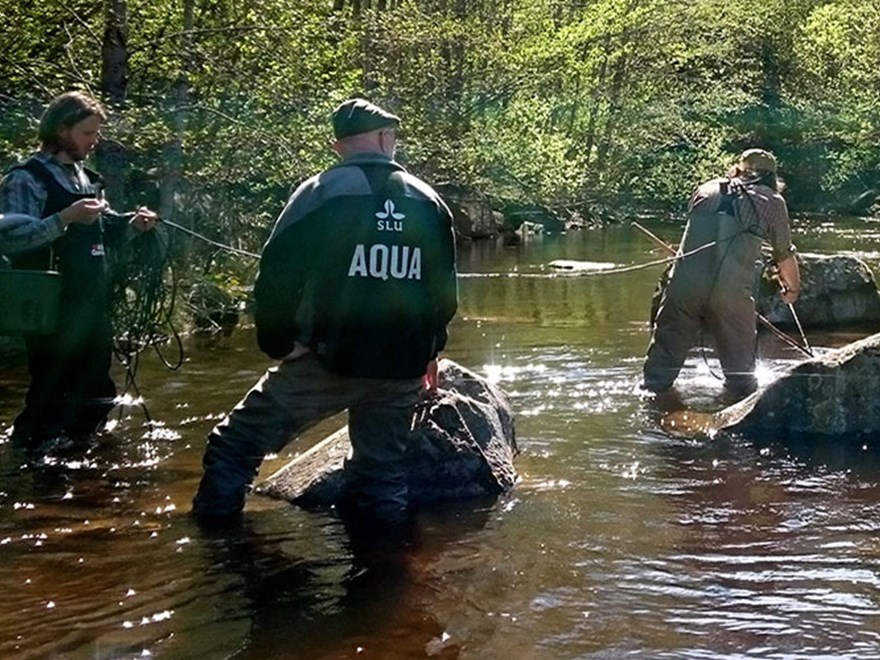 Elfiske i vattendrag