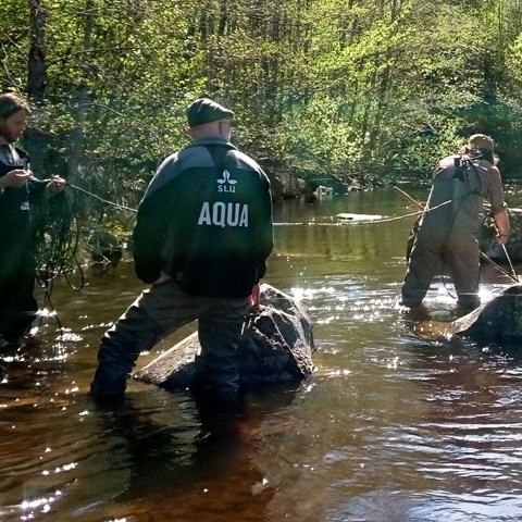 Elfiske i vattendrag