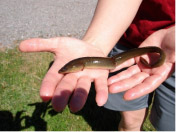 eel in hand Philip J.jpg