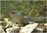 eel in water PhilipJ.jpg