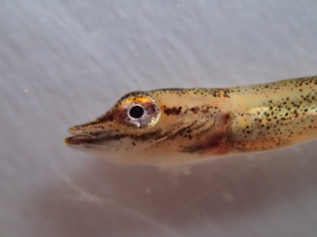 Fish-eye1
