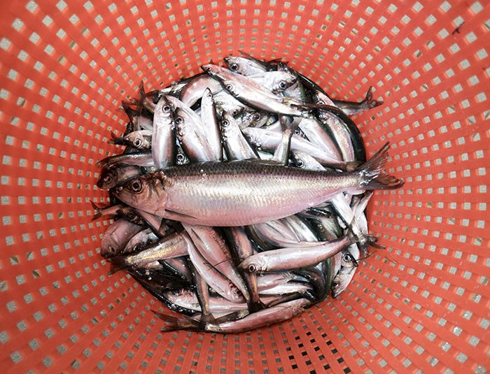 Herring in basket