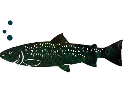 Brown trout
