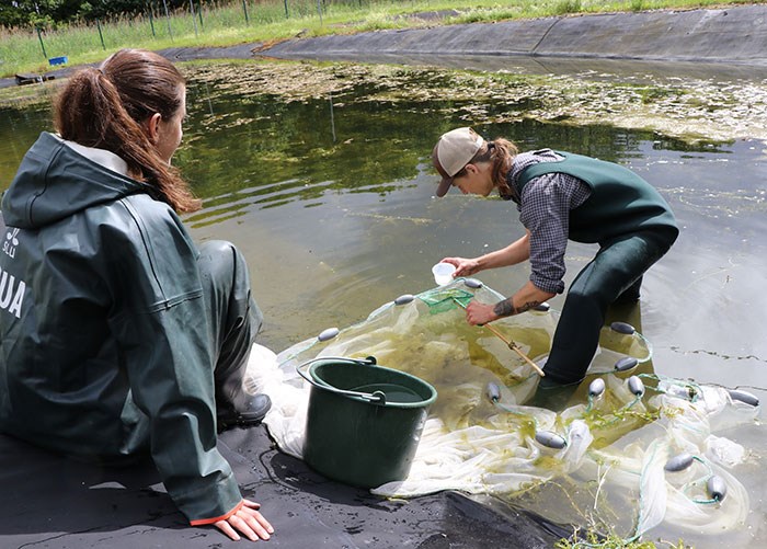 Students catching fish in pond
