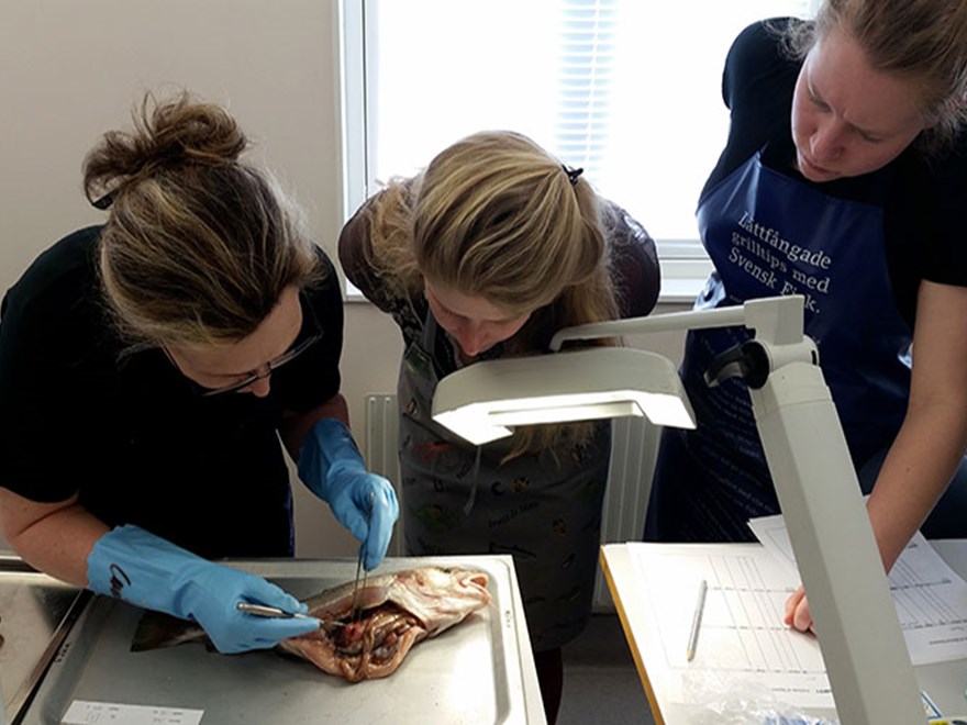Students analyzing fish