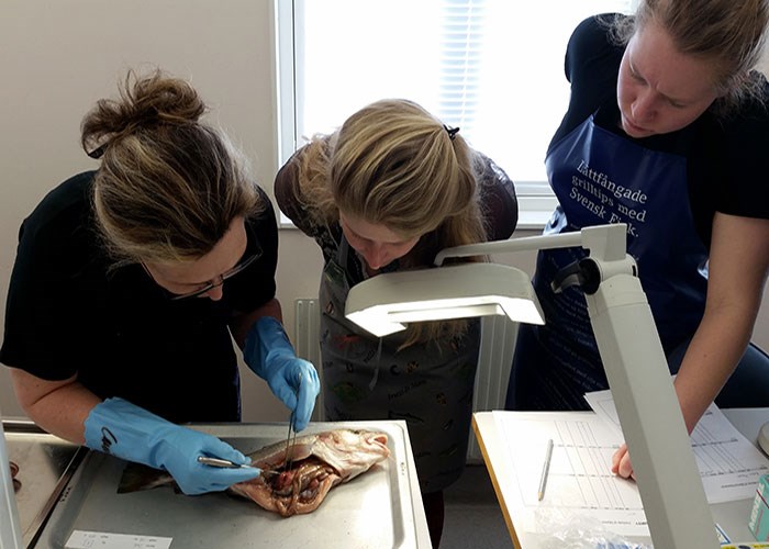 Studenter analyserar plattfisk på lab