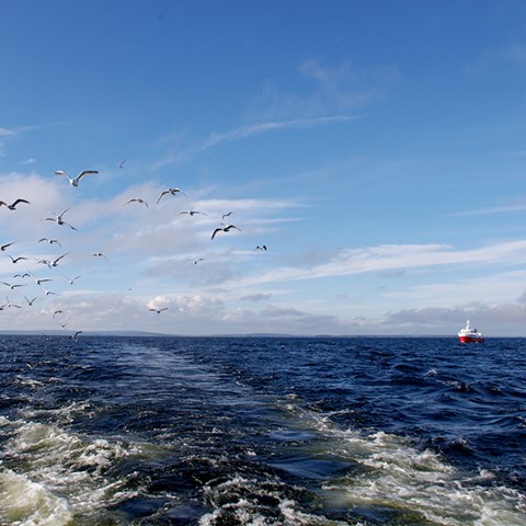 Måsar efter fiskebåt