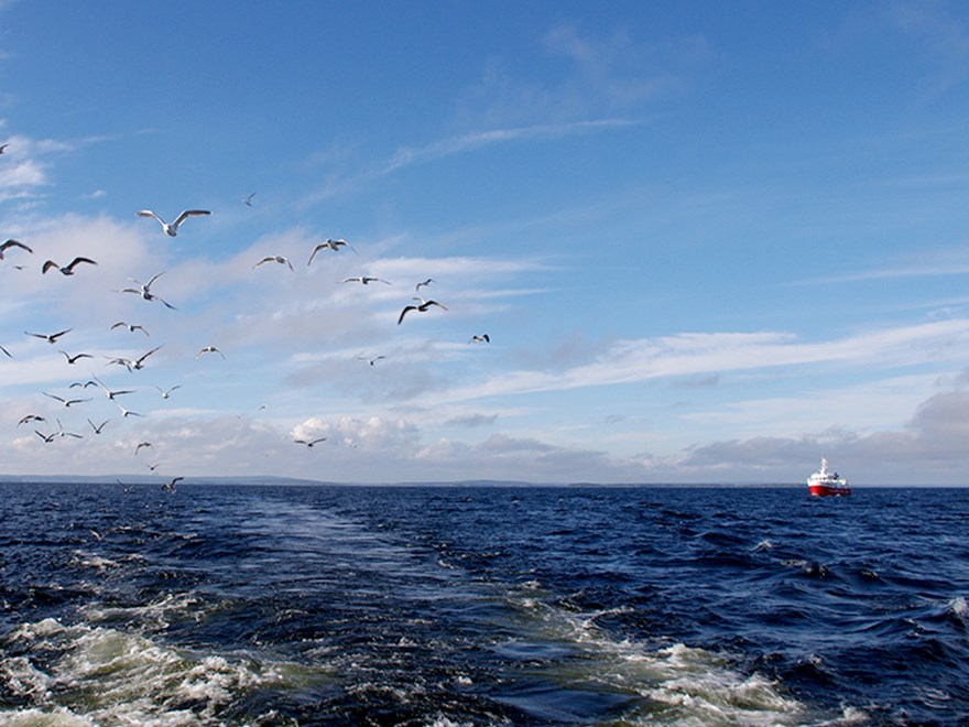 Seagulls and fishing boat