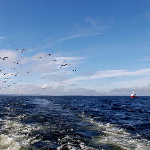 Seagulls and fishing boat