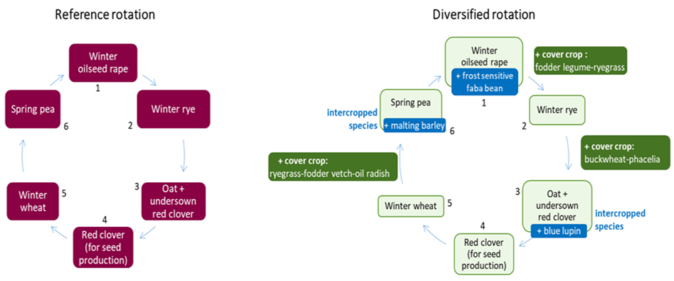 Description of reference crop rotation and Diversified Crop Rotation