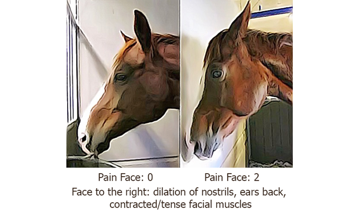 Smärtansikte häst