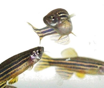 Zebra fishes