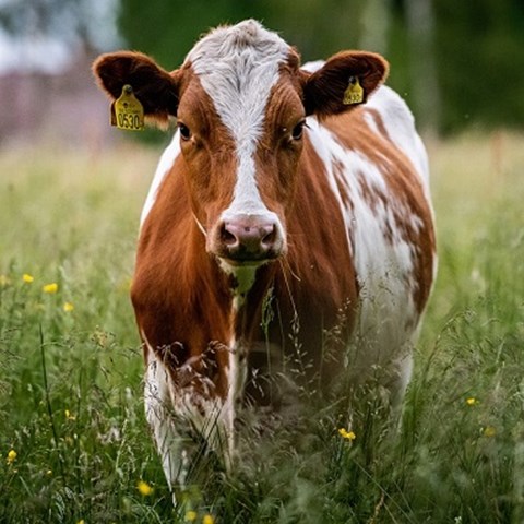 Cow