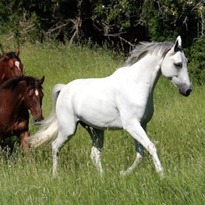 En vit häst, foto.