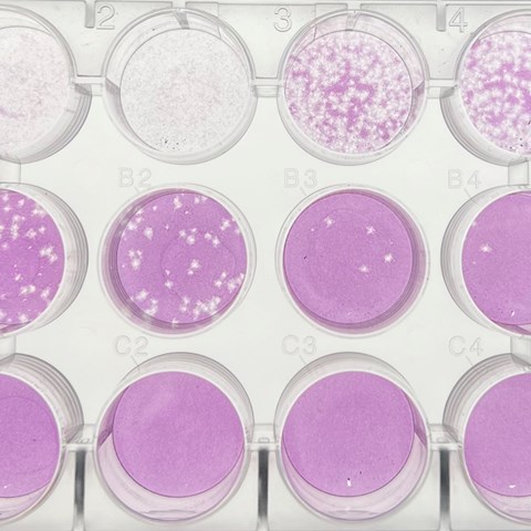 Plaque assay