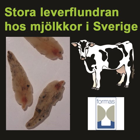 The Common Liver Fluke In Dairy Cattle Its Infection Dynamics
