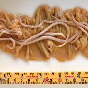 Approximately 8-10 cm long worms, photo.